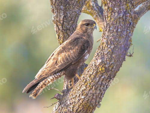 Preview: Common Buzzard perched in tree