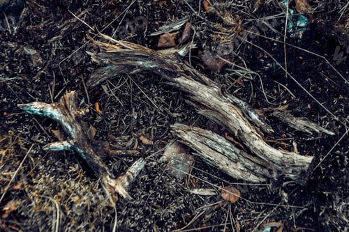 Preview: Closeup shot of ground of the forest with dry branches and leaves, a beautiful fall background
