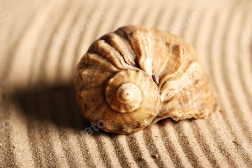 Preview: Seashells on the sand