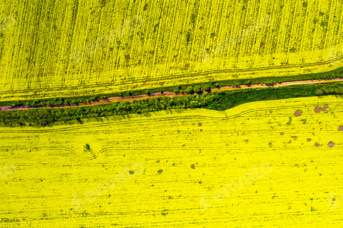 Preview: aerial view yellow blooming rapeseed field