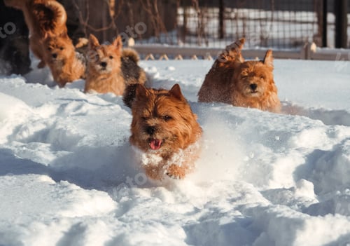 Preview: dogs walking outdoor in snow in winter time