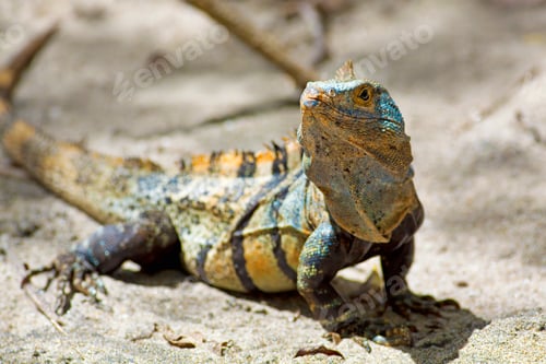 Preview: Black spiny-tailed Iguana