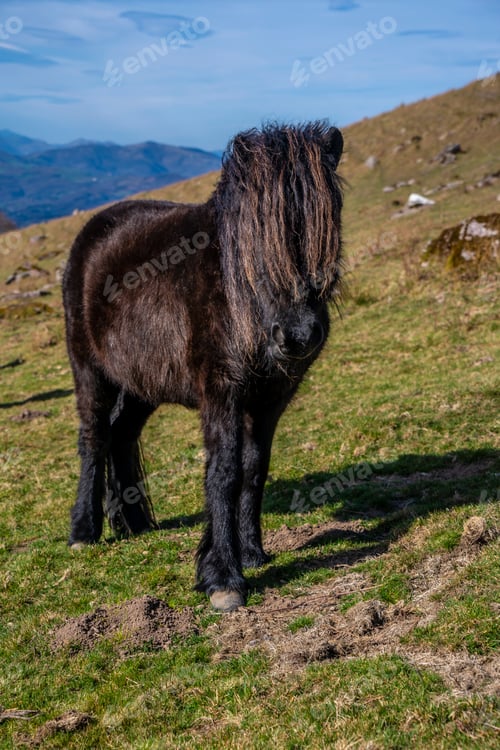 Preview: A black horse with a lot of hair up on top of Mount Adarra in Guipuzcoa. Basque Country