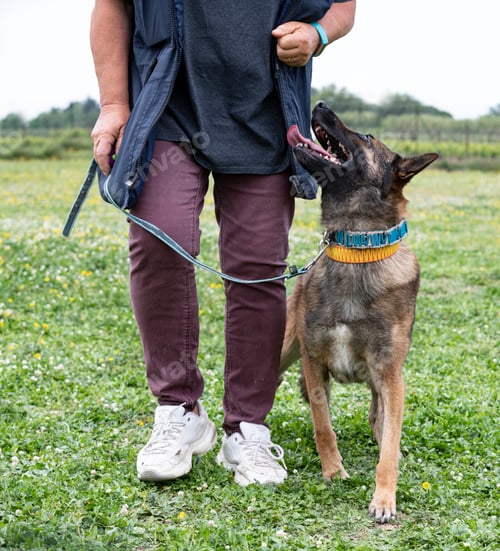 Preview: training of belgian shepherd