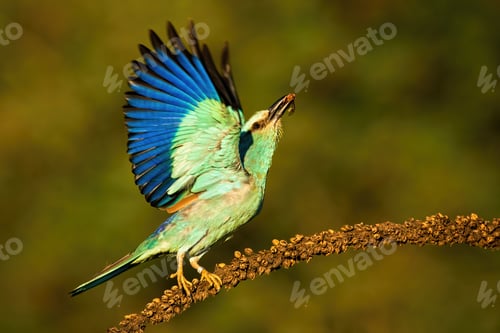 Preview: European roller taking off from dry plant looking upwards in summer