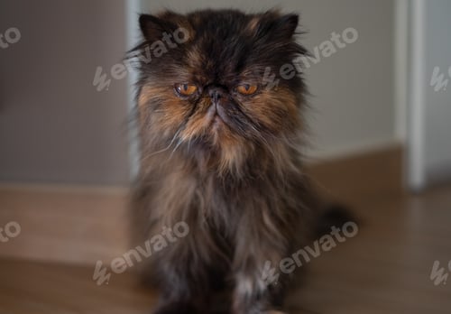 Preview: Old brown fluffy persian cat sitting on the floor in living room