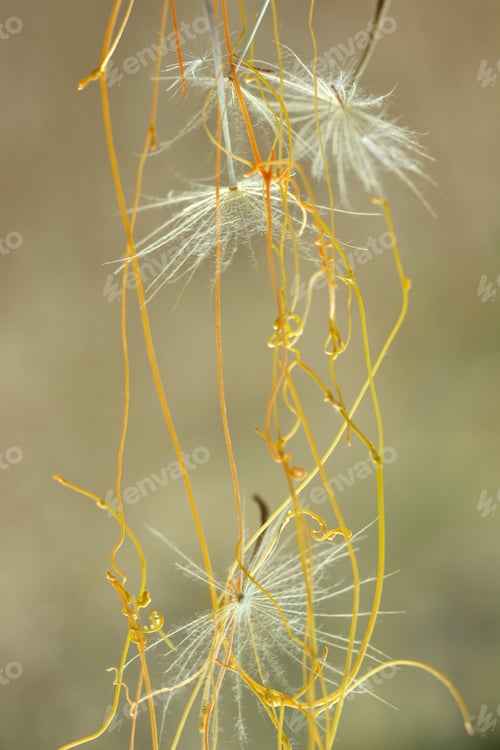 Preview: flying dandelion and yellow ivy