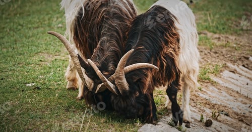 Preview: Goats with Long Horns Displaying Unique Patterns Outdoors