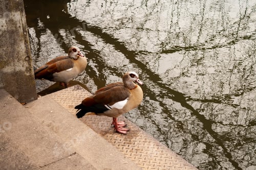 Preview: Geese by the river