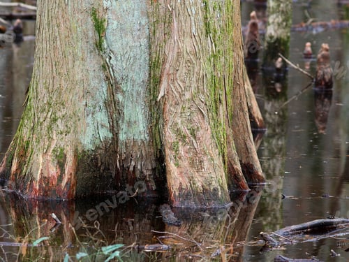 Preview: Swamp Trees - Photograph Of Trees In A Swampy Area. Selective Focus In The Center Of The Image.