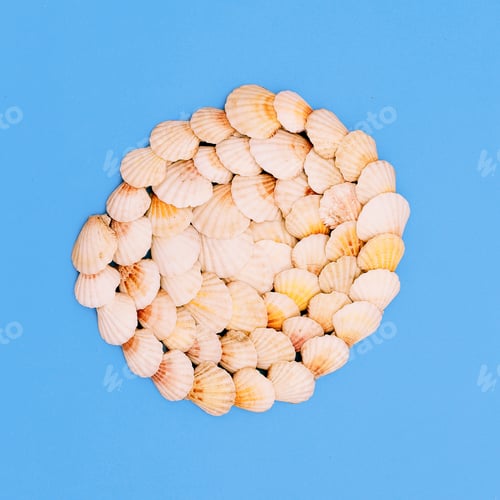 Preview: Shells background Marine sea mood. Minimal art
