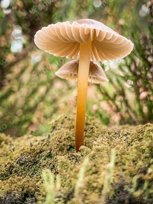 Preview: Mushroom in the forest floor