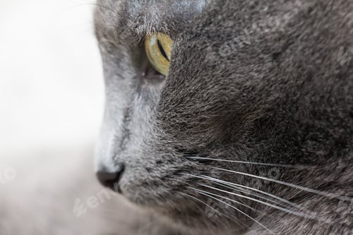 Preview: portrait