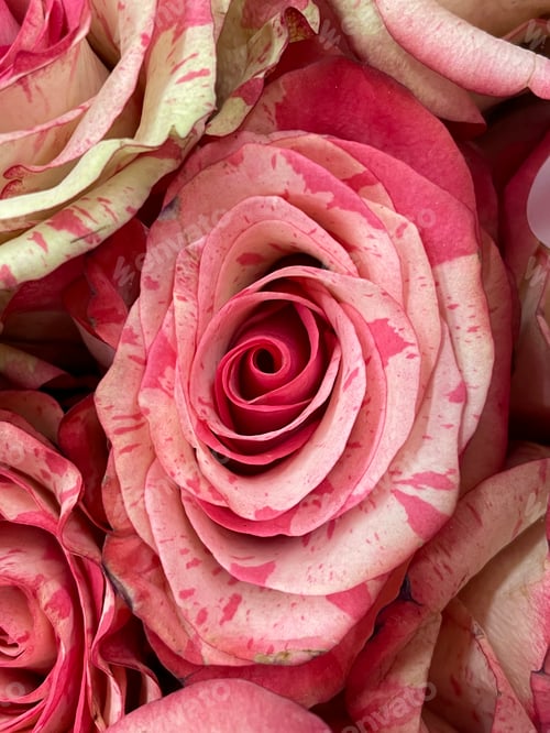 Preview: Roses