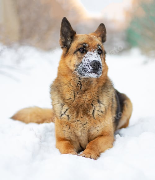 Preview: A dog of East European Shepherd breed lies in snowy cold frosty winters in the snow. Nose in snow
