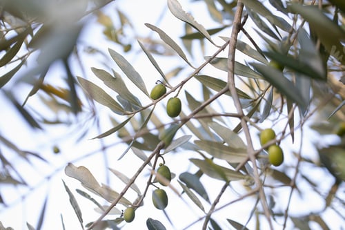 Preview: Olive tree branch with leaves in sunlight
