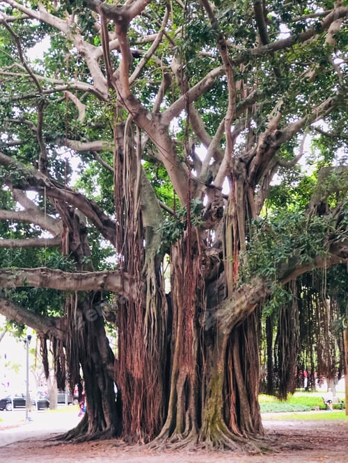Preview: A very old banyan tree in a public park.