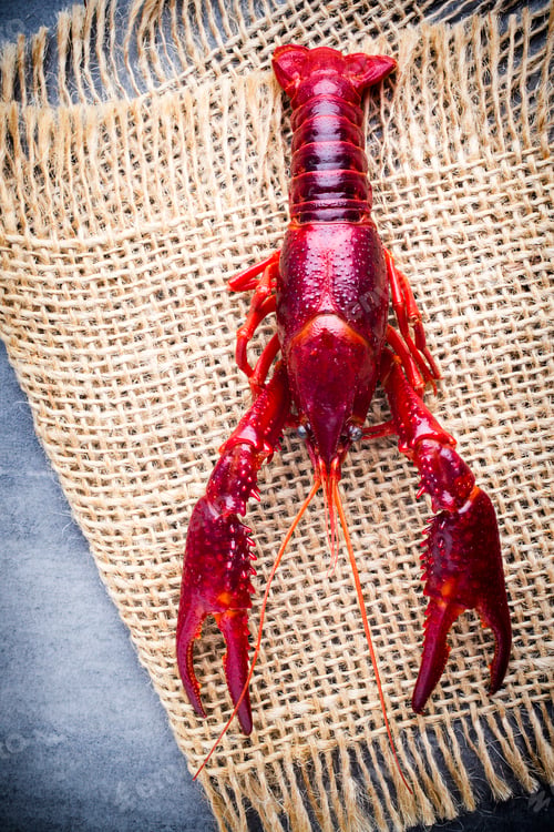 Preview: Crayfish.