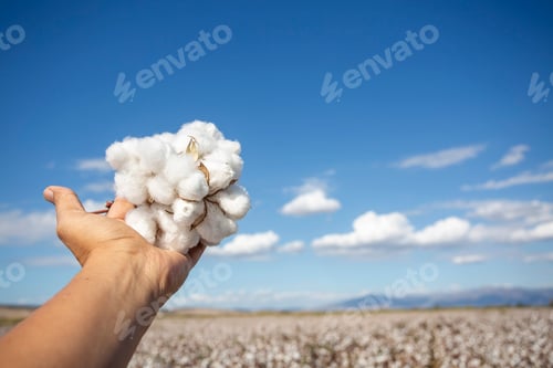 Preview: Human-handed cotton bolls towards the sky, cotton field