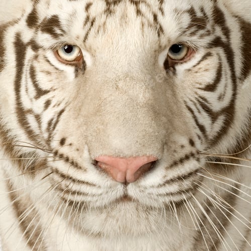 Preview: White Tiger (3 years)