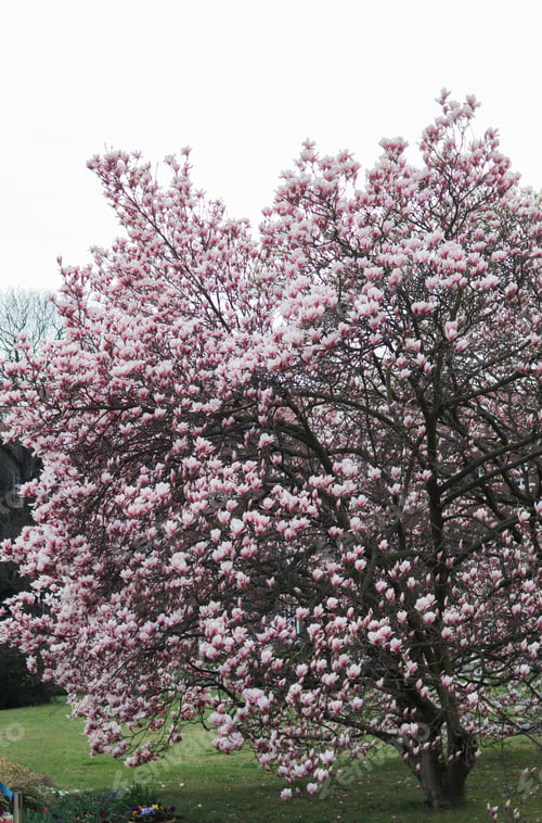 Preview: Beautiful big pink magnolia bloom tree