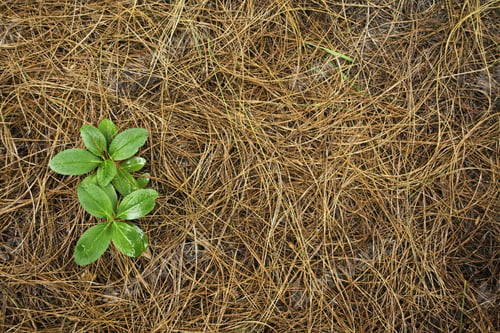 Preview: High angle closeup shot of green leaves among the dry grass in the pasture