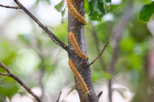 Preview: Hairy caterpillars are eating leaf and walking on the tree.