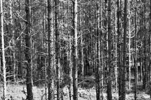 Preview: Natural Abstract Background Or Landscape Of The Old Wood With Dry Trees A Closeup Of Monochrome Tone