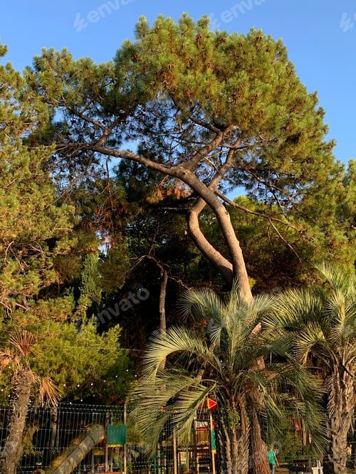 Preview: Green Trees in Urban Setting with Bright Sky