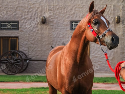 Preview: arabian, horse, mare, stallion, riding