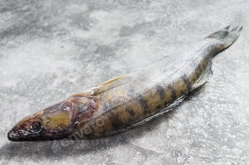 Preview: Raw zander, walleye fish. Gray background. Top view