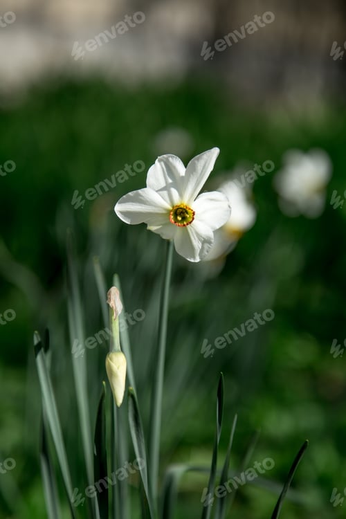 Preview: white Narcissus in the garden