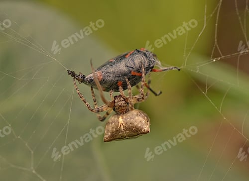 Preview: Spider capturing prey in web