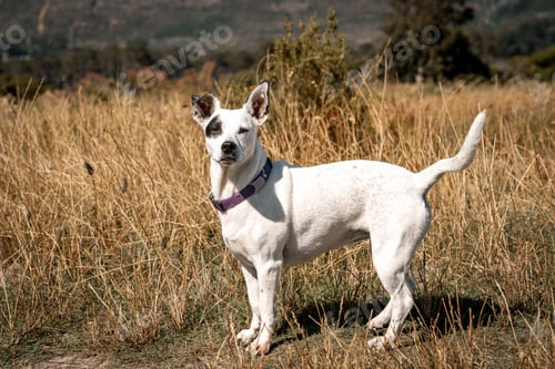 Preview: White dog in a grassy field
