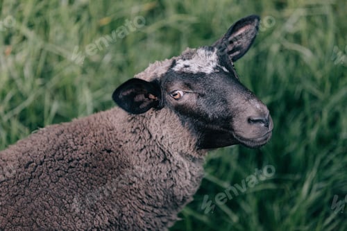 Preview: Portrait of a mature adult female sheep on the meadow