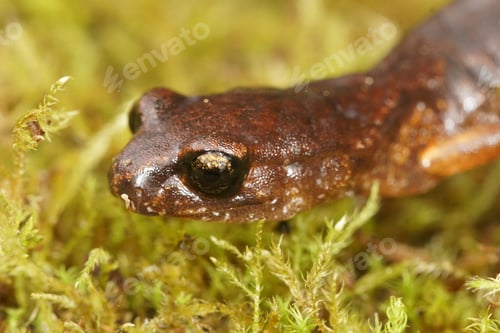 Preview: Closeup on a North american, Pacific Ensatina eschscholtzii salamander, sitting in green moss
