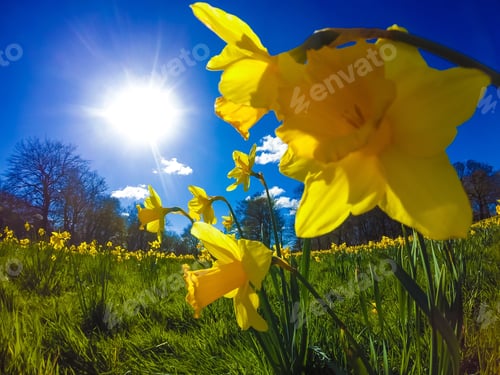 Preview: Daffodils in a field