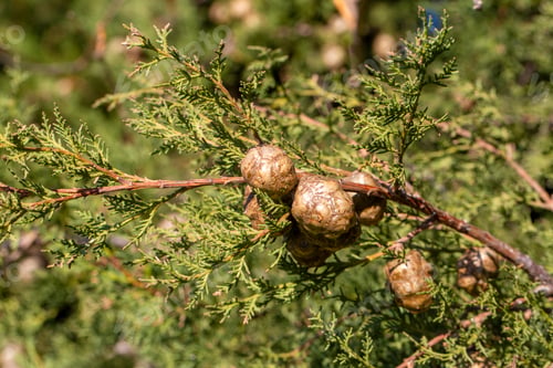 Preview: Branch of a Cupressus sempervirens