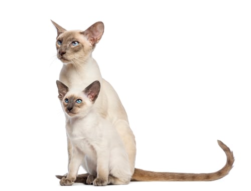 Preview: Oriental Shorthair father sitting with its kitten, 9 weeks old
