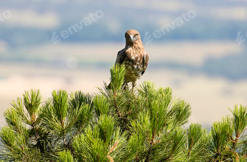 Preview: Eagle on coniferous tree in sunny day