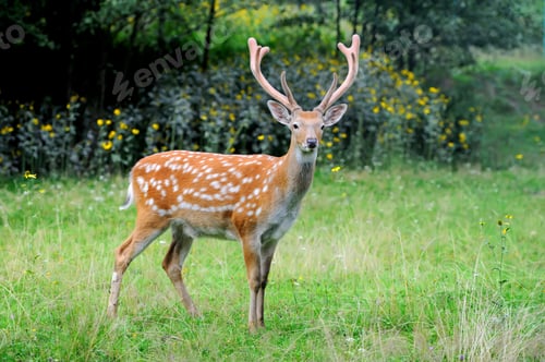 Preview: Whitetail Deer standing in summer wood