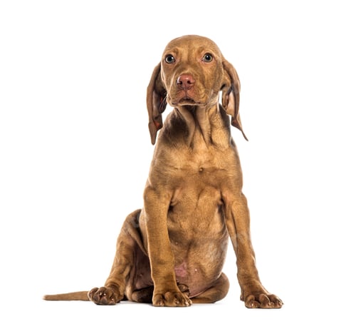 Preview: Vizsla puppy dog sitting and looking at camera on white background