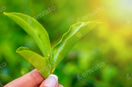 Preview: Hand picking up tea leaves