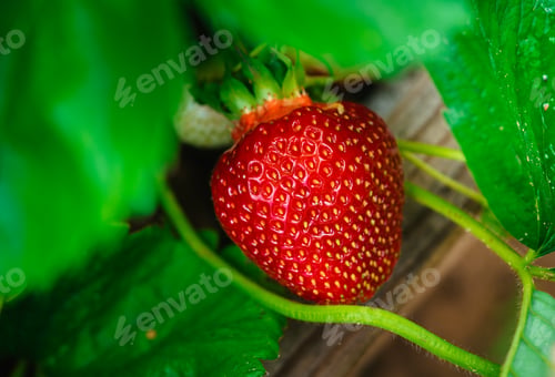 Preview: fresh ripe strawberry