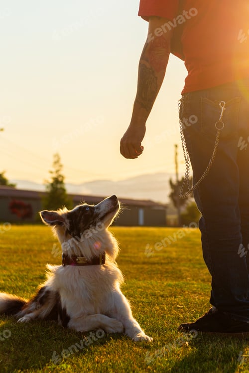 Preview: Dog Sitting Patiently in a Field at Sunset
