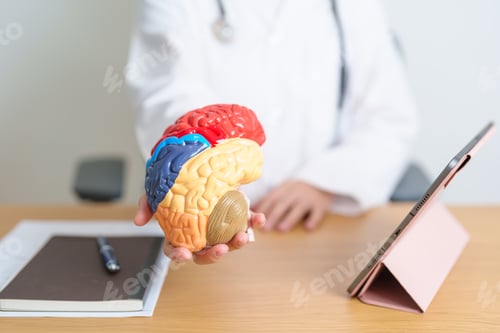 Preview: doctor with human Brain anatomy model and tablet.