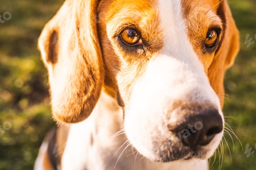 Vista previa: Dog portrait background. Beagle dog headshot agains green grass