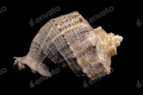 Preview: Rapana venosa seashell on black background