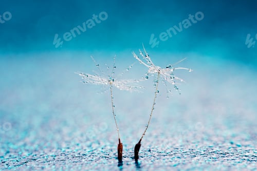 Preview: Beautiful dew drops on a dandelion seed macro. Beautiful soft background. Water drops on a