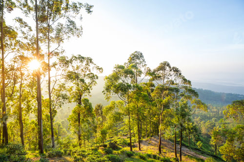 Preview: Tea plantation